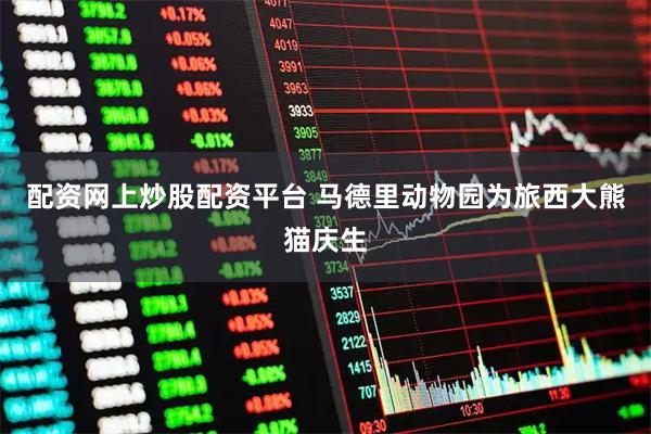 配资网上炒股配资平台 马德里动物园为旅西大熊猫庆生